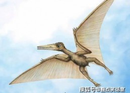 喙与脑：使用工具的鸟类,揭秘使用工具的鸟类奥秘